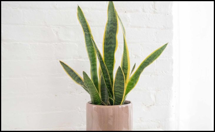  Snake Plant (Sansevieria)