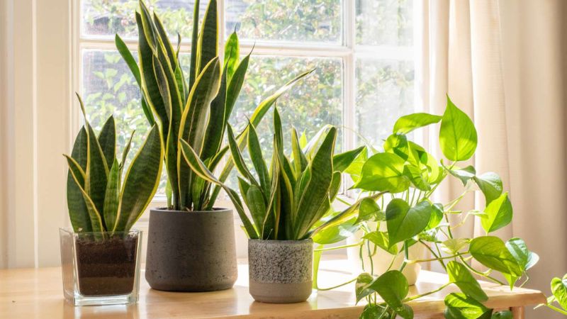 10 Easy Houseplants That Don’t Need Sunlight