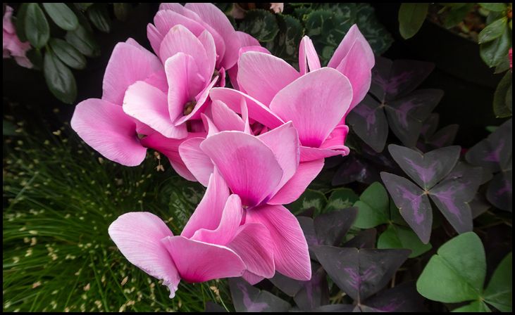 1800 Flowers Cyclamen