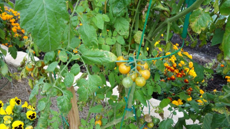 7 Companion Plants You Should Never Grow With Tomatoes