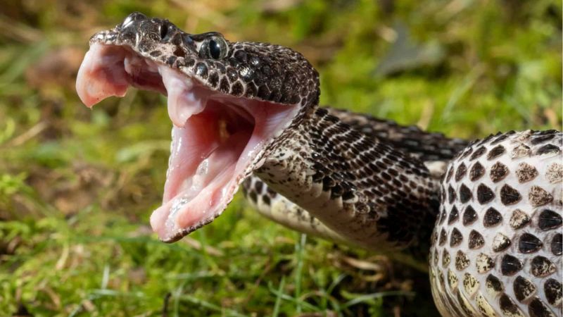 7 States with the Highest Rattlesnake Populations