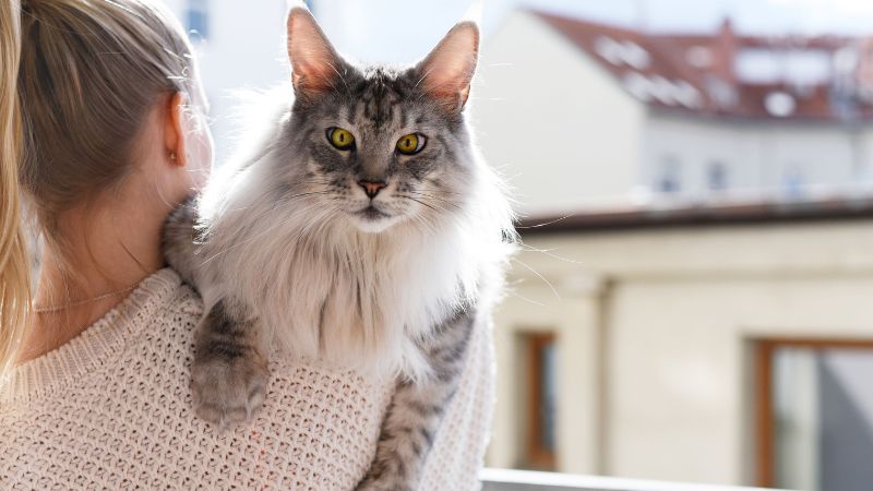 8 Cat Breeds With the Friendliest Personalities