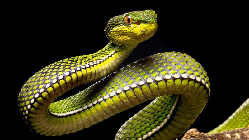 8 Types of Snakes, Ranked by Danger Level in 2024