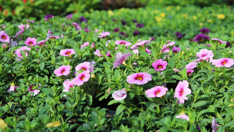 9 Full-Shade Annuals That Will Flourish Without Direct Sun