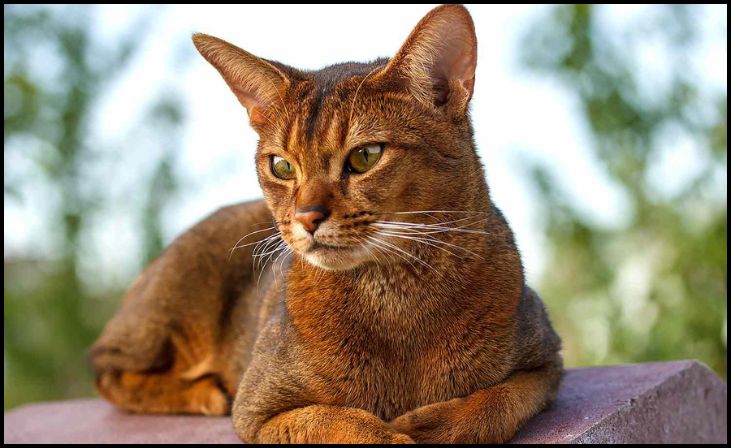 Abyssinian