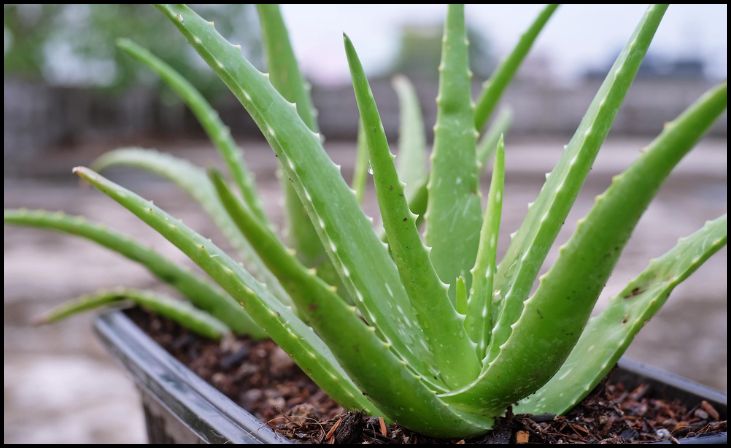 Aloe Vera