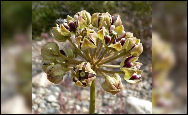 Antelope Horn Milkweed/Spider Milkweed (Asclepias asperula)