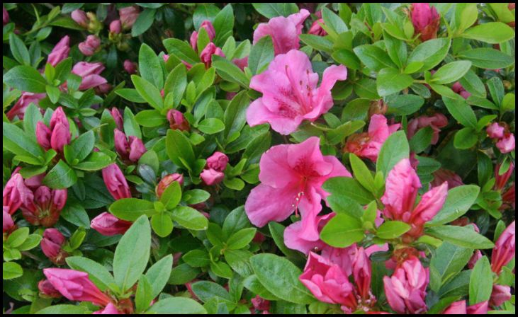 Azalea (Rhododendron)