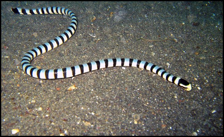 Belcher's Sea Snake (Hydrophis belcheri)