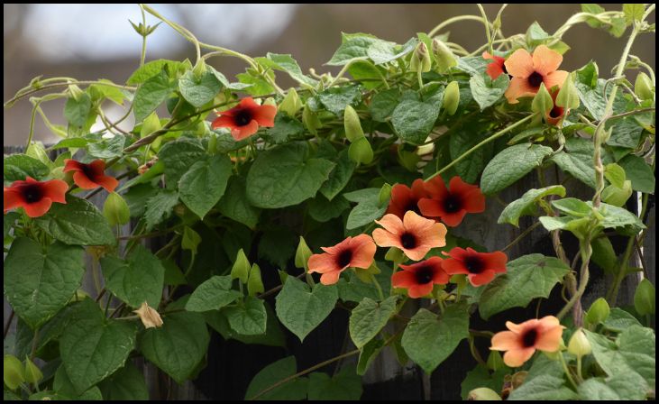 Black-Eyed Susan Vine