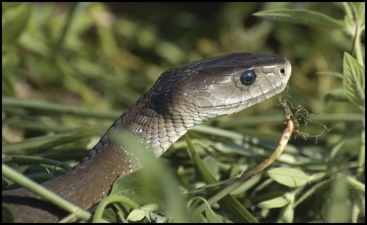 Black Mamba (Dendroaspis polylepis)