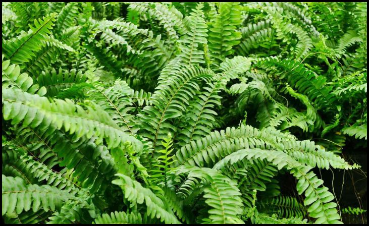 Boston Fern (Nephrolepis exaltata)