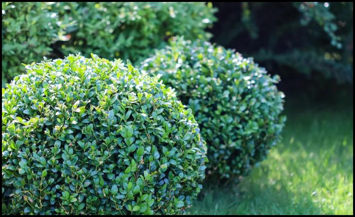 Boxwood (Buxus)