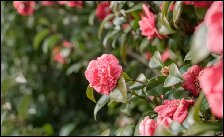 Camellia