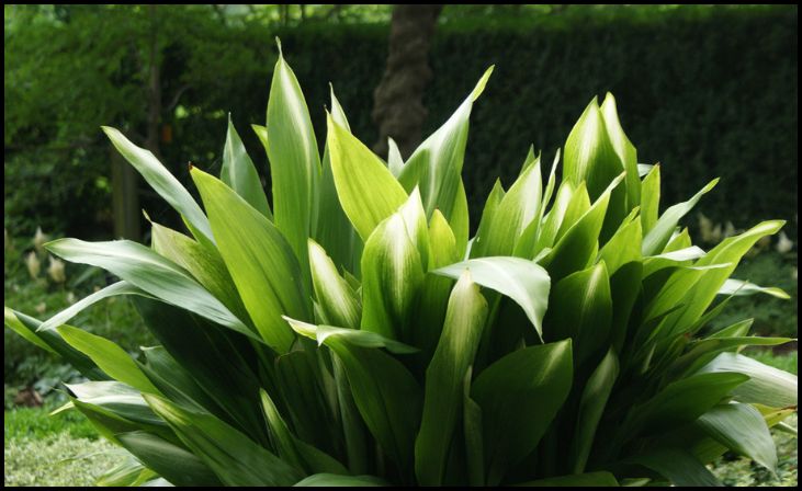 Cast Iron Plant (Aspidistra elatior)