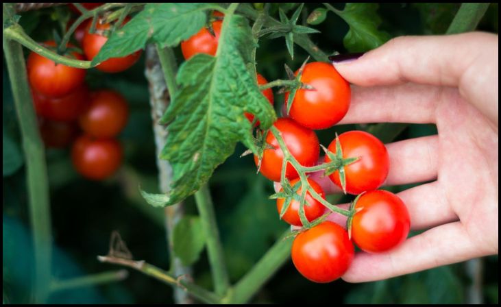 Cherry Tomatoes