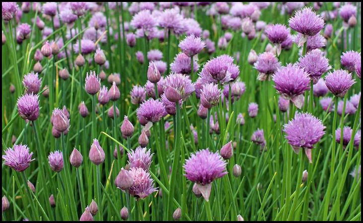 Chives