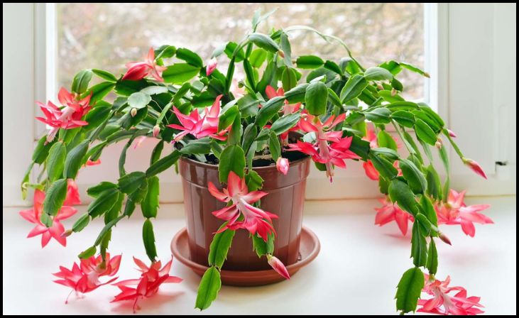 Christmas Cactus