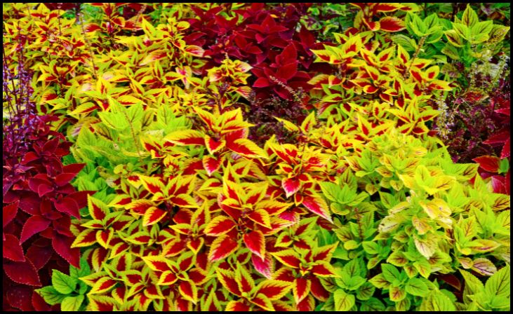 Coleus