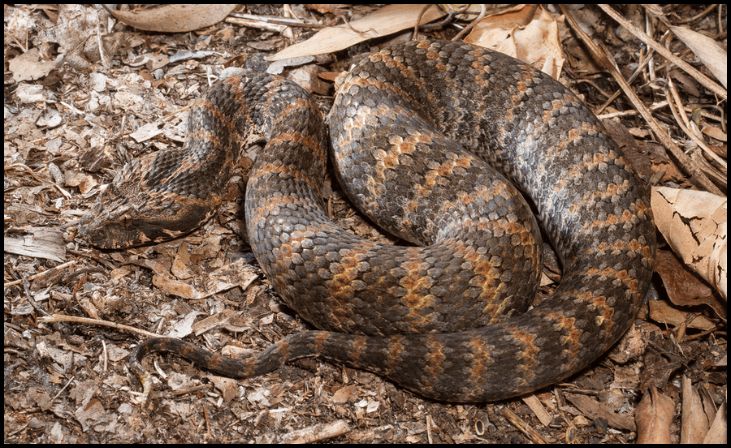  Common Death Adder (Acanthophis antarcticus)