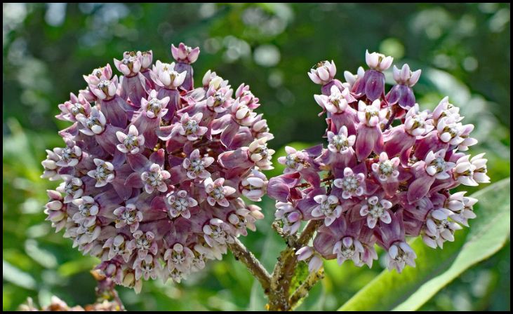 Common Milkweed (Asclepias syriaca)