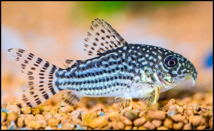 Corydoras Catfish