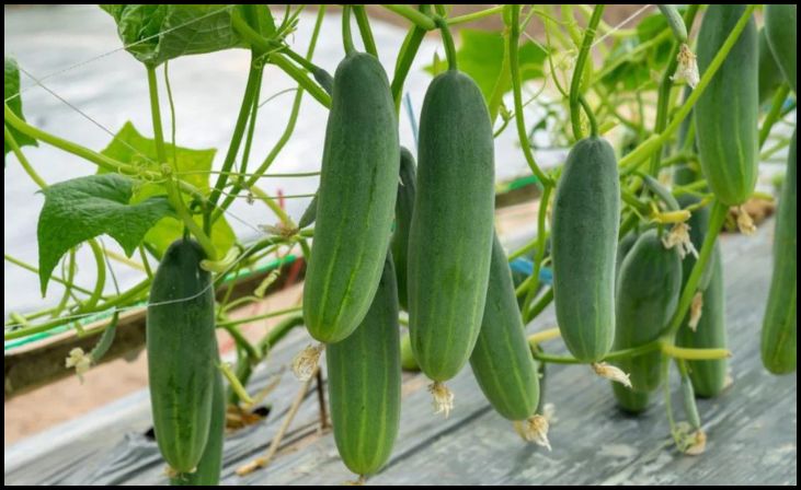 Cucumbers