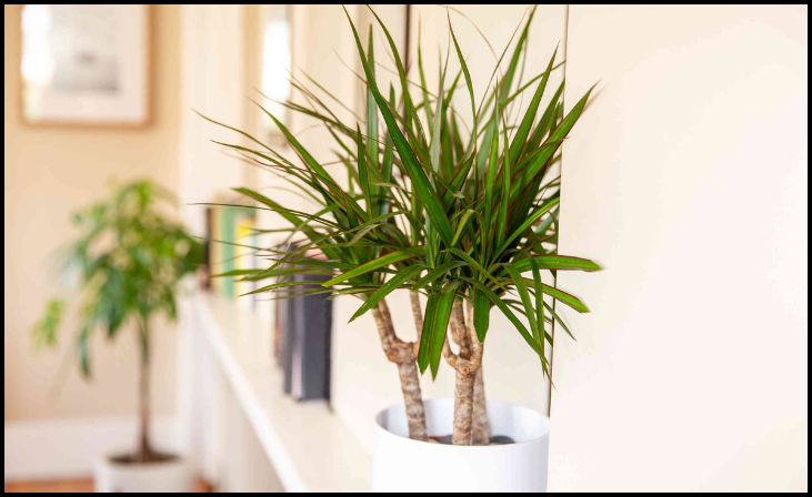  Dracaena (Dracaena spp.)