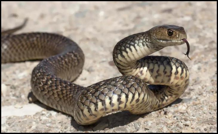 Eastern Brown Snake