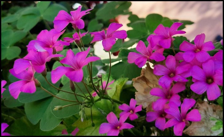 Easy to Grow Oxalis