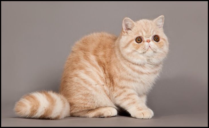 Exotic Shorthair