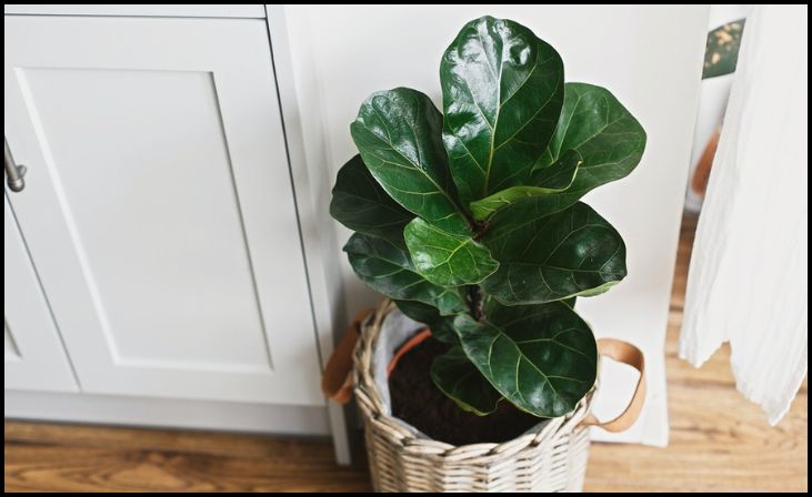 Fiddle Leaf Fig (Ficus lyrata)