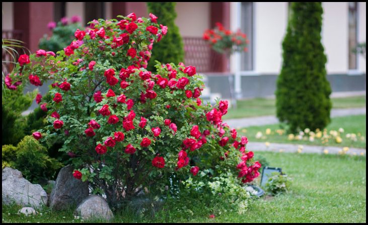 Flower Bushes