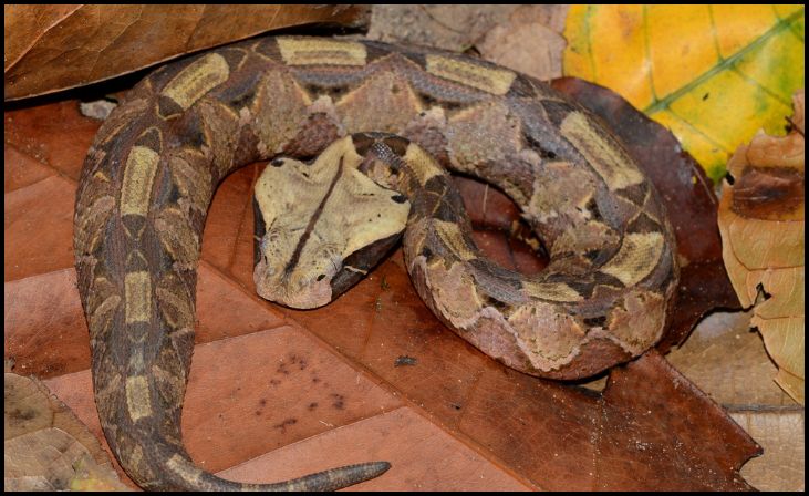 Gaboon Viper