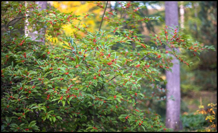 Holly (Ilex)