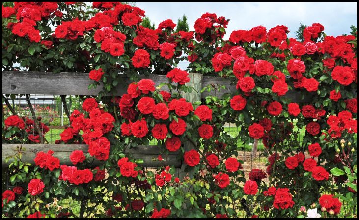 Climbing Roses