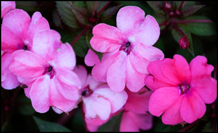 Impatiens