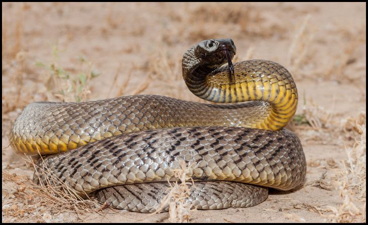  Inland Taipan (Oxyuranus microlepidotus)