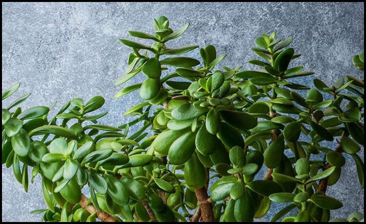 Jade Plant (Crassula ovata)