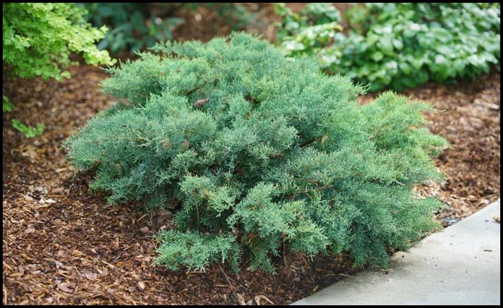 Juniper (Juniperus)