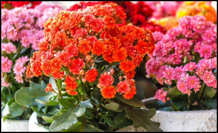 Kalanchoe