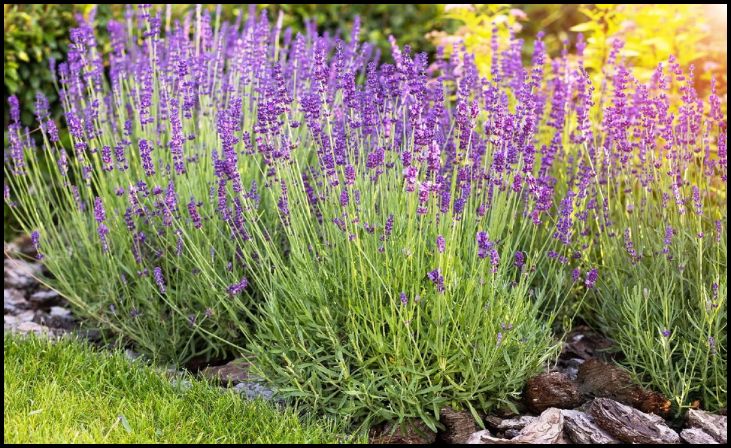 Lavender (Lavandula)