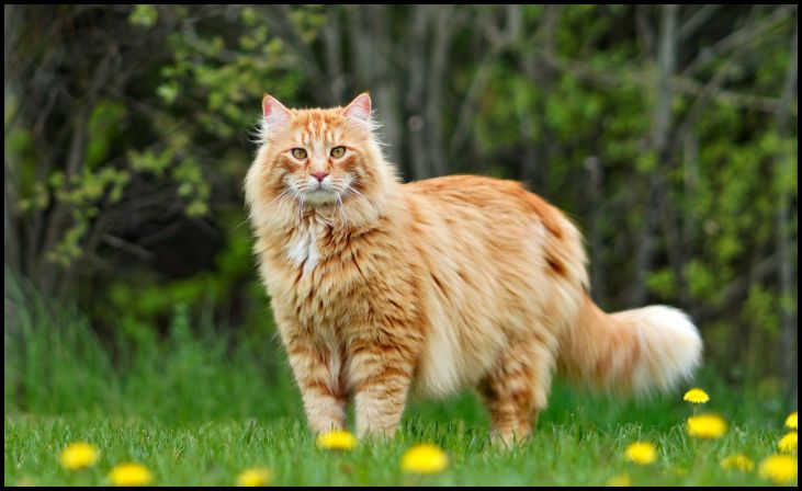 Maine Coon