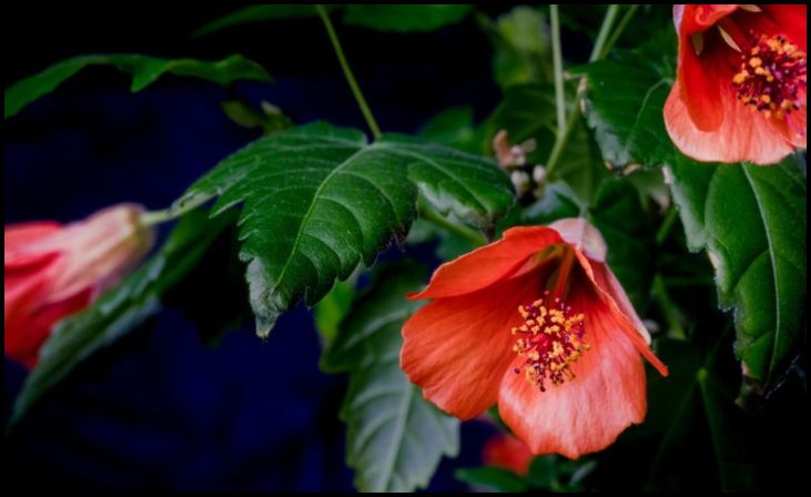 Mamas Home Garden Flowering Maple