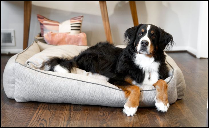 Measure the Pet Bed