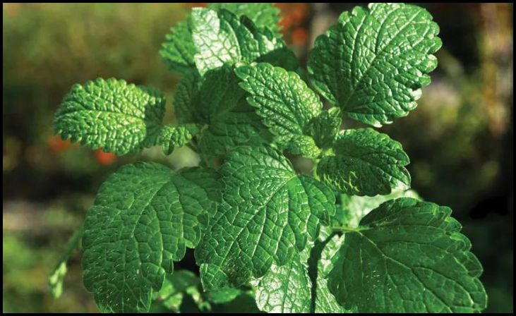 Mint (Mentha)