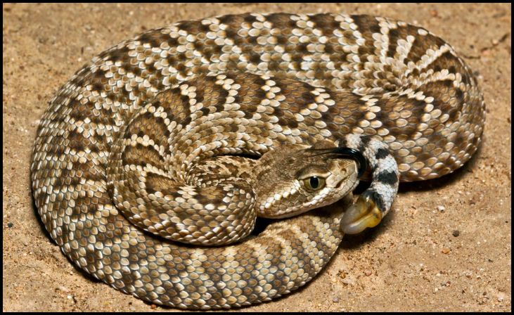 Mojave Rattlesnake