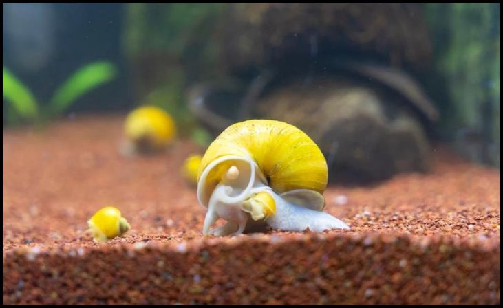  Mystery Snails