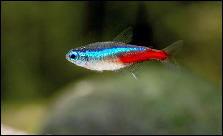 Neon Tetras