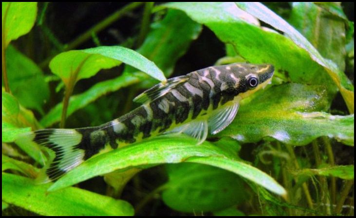  Otocinclus Catfish